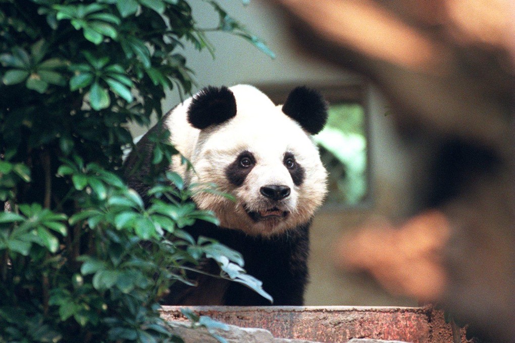 An An in 1999 at Ocean Park, the year the animal arrived in Hong Kong from China. Photo: Martin Chan