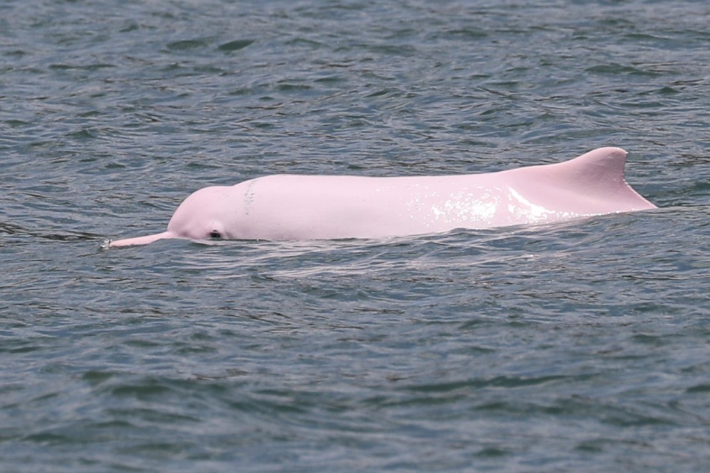 A Chinese white dolphin is seen at South Lantau Marine Park. Photo: Sam Tsang