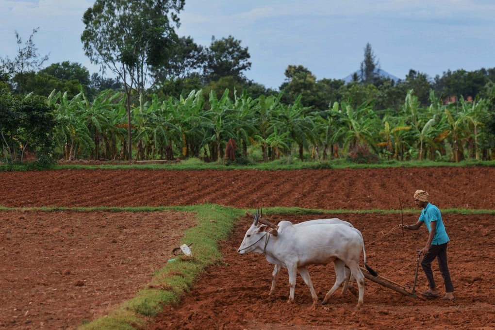 Much of India’s lost manufacturing workforce has been reabsorbed in the agriculture sector, which added 11 million jobs in the past three years. Photo: AFP