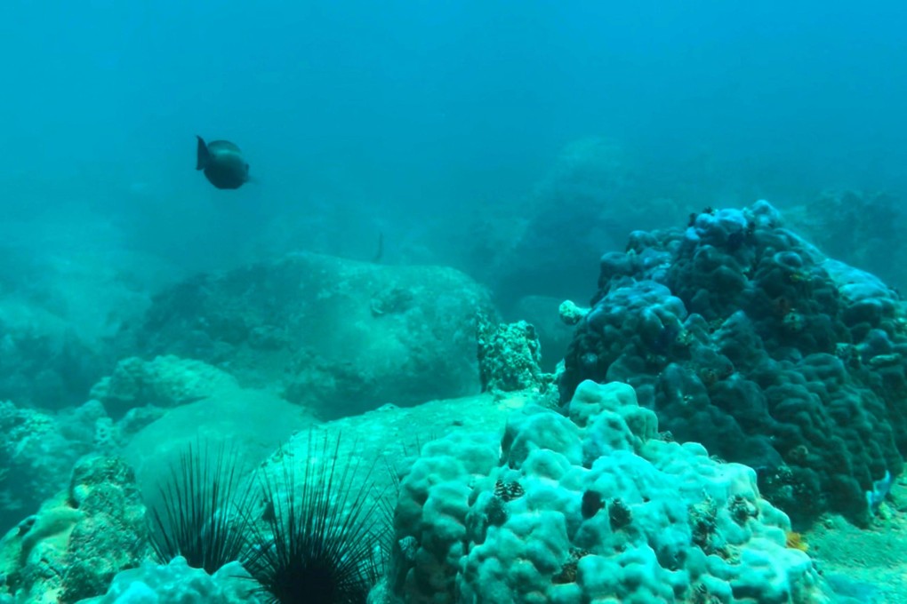 Local authorities have restricted swimming and diving in the Nha Trang Bay marine reserve until it fully inspected the area. File photo: AFP