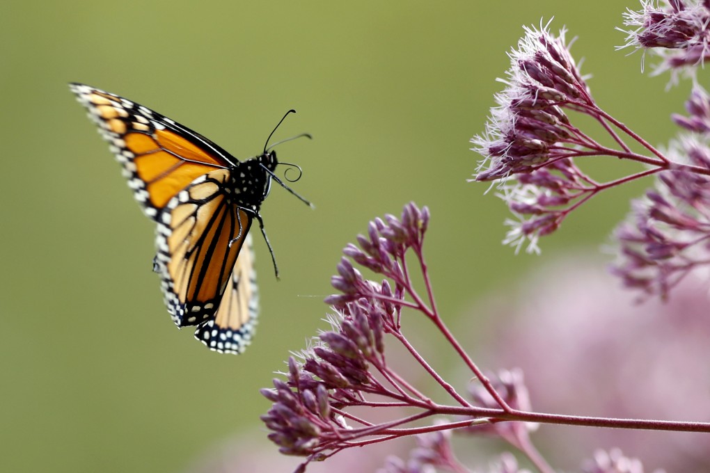 A monarch butterfly is seen in Freeport, Maine, in August 2019. Photo: AP