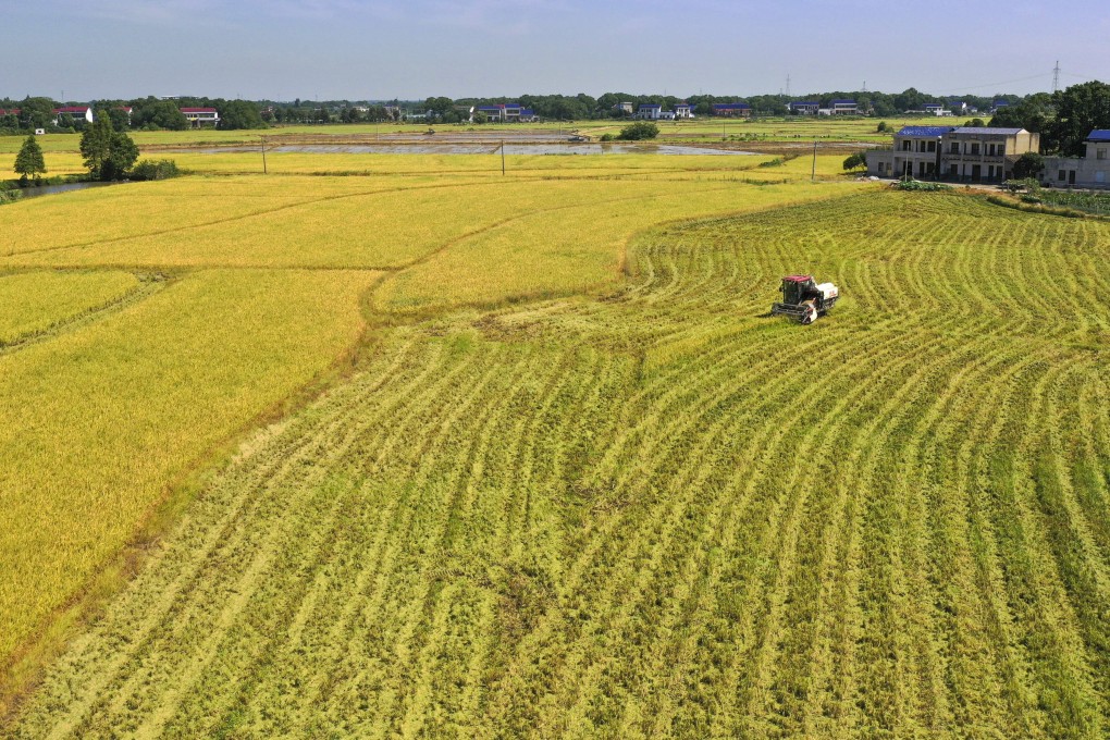 Rice is a staple food for more than half of the global population. Photo: Xinhua