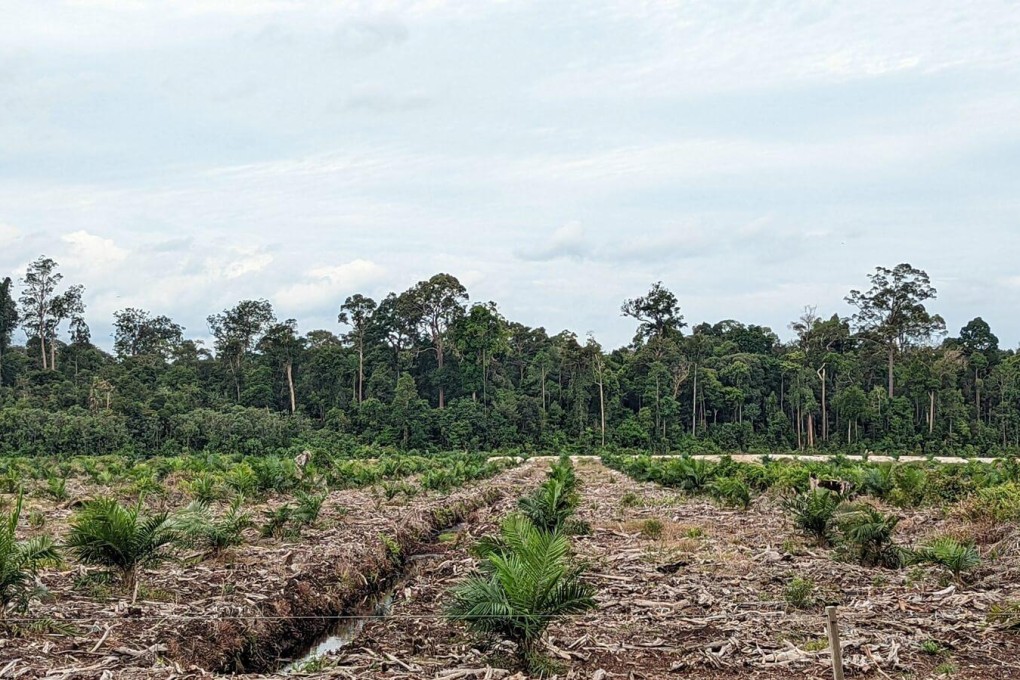 The northeastern corner of the plantation, where newly planted oil palm is seen in front of a forest reserve. Photo: Macaranga Media