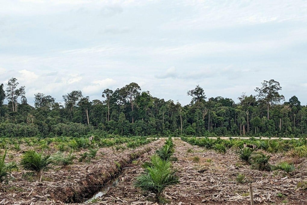 The northeastern corner of the plantation, where newly planted oil palm is seen in front of a forest reserve. Photo: Macaranga Media