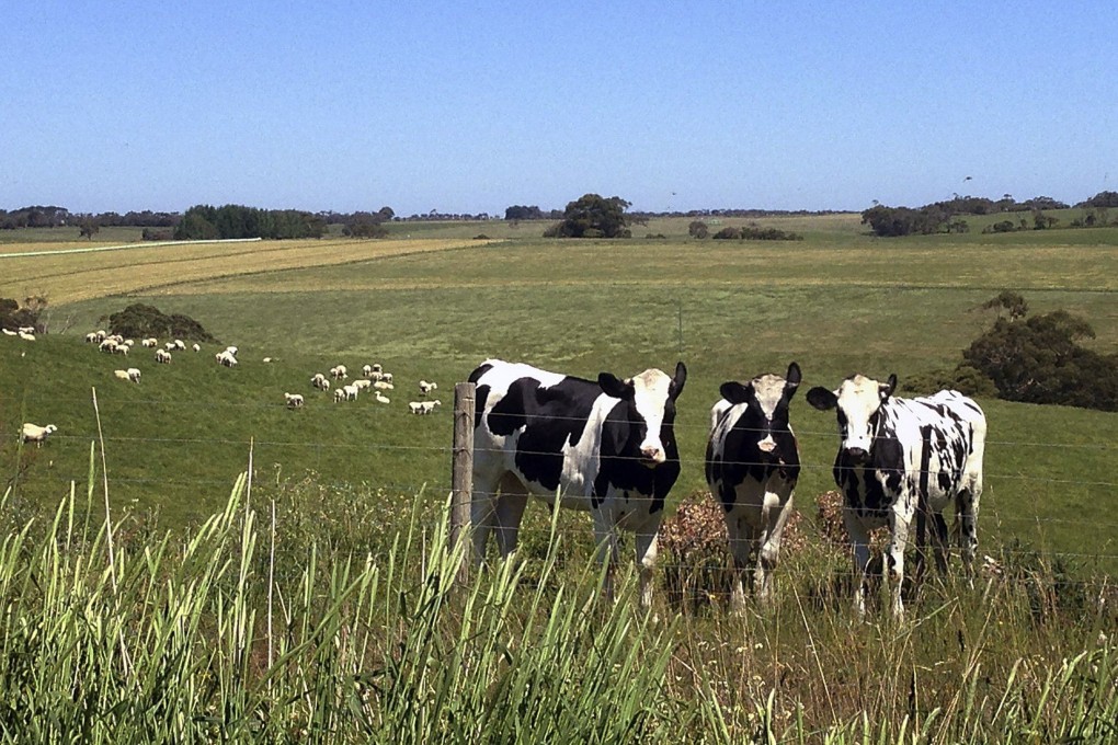 An outbreak of the foot and mouth disease would pose a serious threat to Australia’s US$22 billion livestock industry. File photo: Reuters
