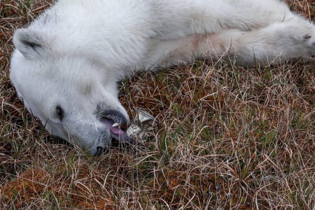 A sedated female polar bear whose tongue is stuck in a tin can in the Arctic settlement of Dikson on the Taymyr Peninsula, Russia on Thursday. Photo: Press service of Nornickel / Handout via Reuters