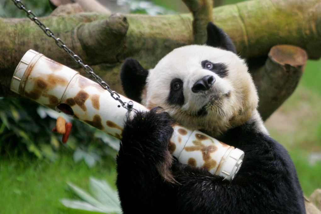 Giant panda An An shakes a ‘puzzle feeder’ at the Ocean Park in Hong Kong. Photo: Reuters
