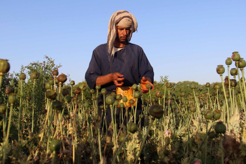 A man extracts raw opium from poppy buds on the outskirts of the southern province of Kandahar in Afghanistan in April 2017. Photo: EPA-EFE