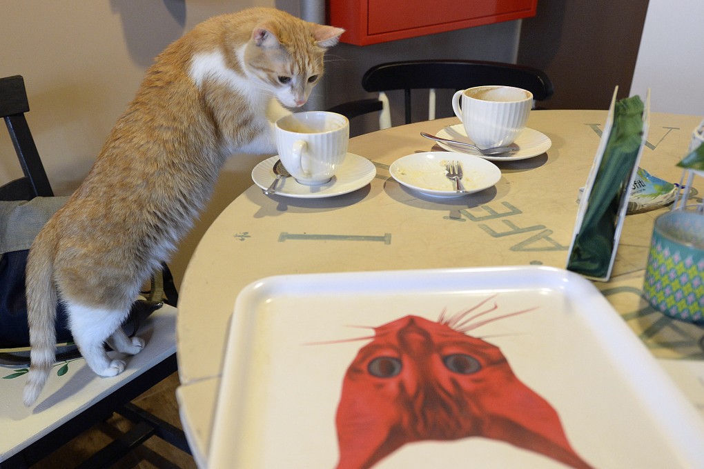 Some pet lovers have reacted emotionally after a Polish scientific institute classified domestic cats as an “invasive alien species.” Photo: AP