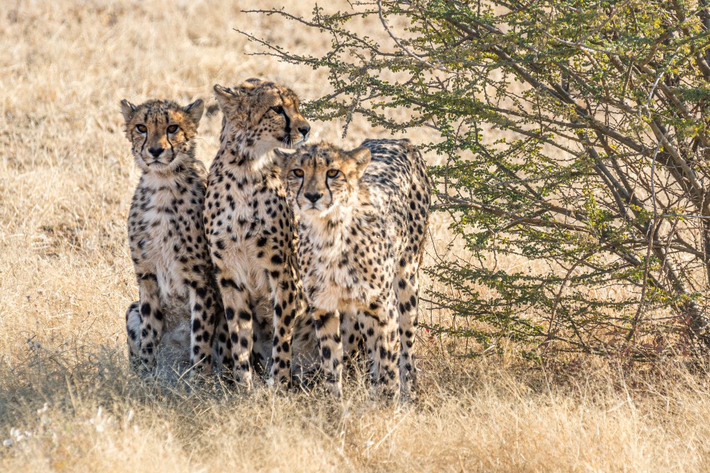 Three young cheetahs in Etosha National Park, Namibia. File photo: Shutterstock