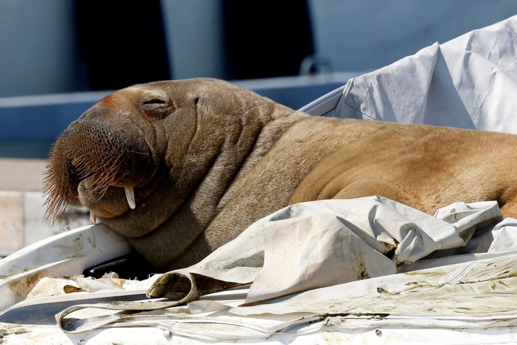 A young female walrus nicknamed Freya rests on a boat in Frognerkilen in Oslo, Norway on July 19, Photo: NTB via AFP