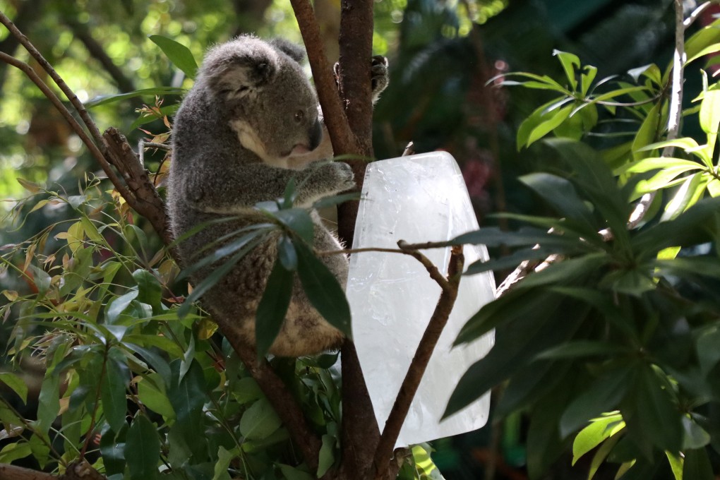 A koala plays beside an ice cube at Chimelong Safari Park in Guangzhou on July 22. The zoo is one of the most successful parks outside of Australia at breeding and raising koalas. Photo: Xinhua