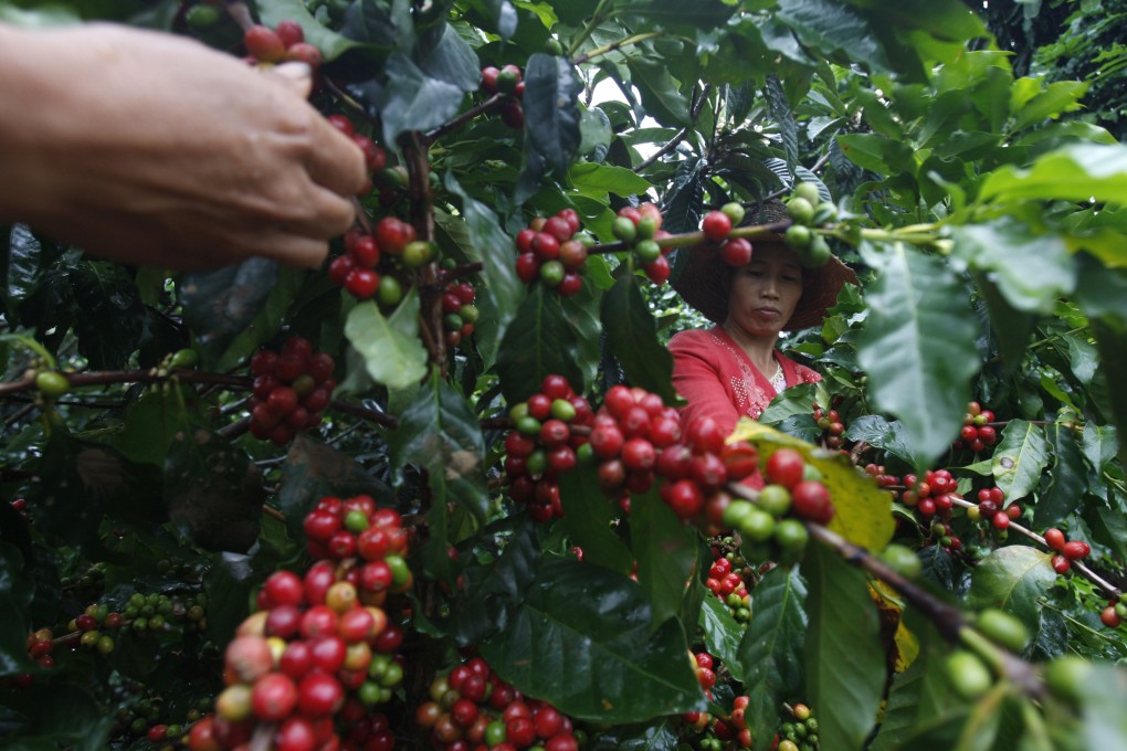 Farmers harvest coffee beans on Saimaba Farm in Baoshan, Yunnan province. Yunnan has emerged as one of China’s biggest sources of coffee beans despite the cultural importance of tea. Picture: Getty Images