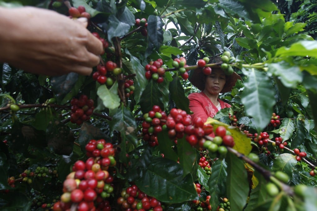 Farmers harvest coffee beans on Saimaba Farm in Baoshan, Yunnan province. Yunnan has emerged as one of China’s biggest sources of coffee beans despite the cultural importance of tea. Picture: Getty Images
