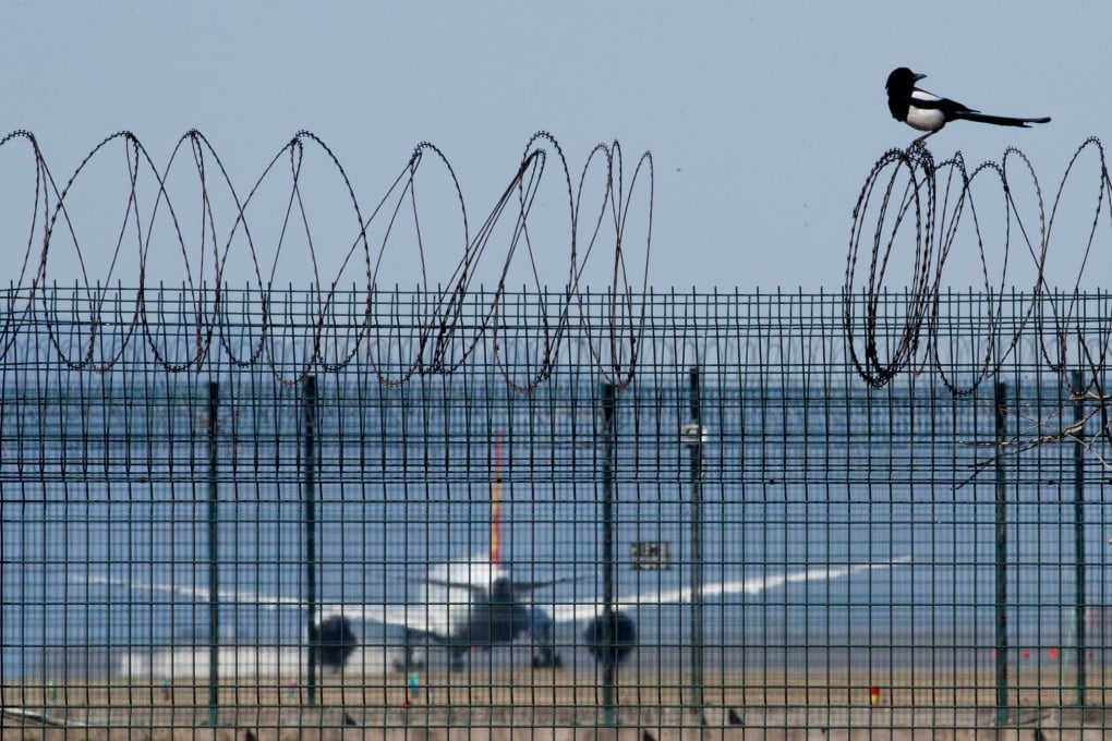 Bird strikes are a big risk to planes, with about 20,000 incidents reported globally each year. Photo: Reuters