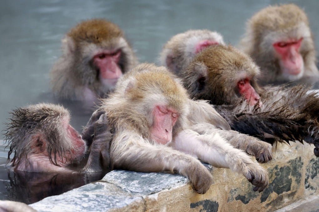 Japanese macaques in Hokkaido, Japan. In recent weeks a gang of macaques has been terrorising the Japanese city of Yamaguchi. Photo: Kyodo via Reuters