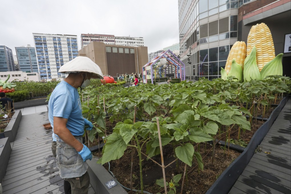 Farmer Lai Yuk-hung works at Metroplaza’s organic rooftop farm in Kwai Fong, Hong Kong. Farming is linked to improved mental health, and a social enterprise is bringing it to city rooftops. Photo: Jonathan Wong