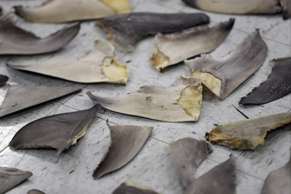Confiscated shark fins in Florida. Worldwide every year, the fins of as many as 73 million sharks are sliced from the backs of the majestic sea predator. File photo: AP
