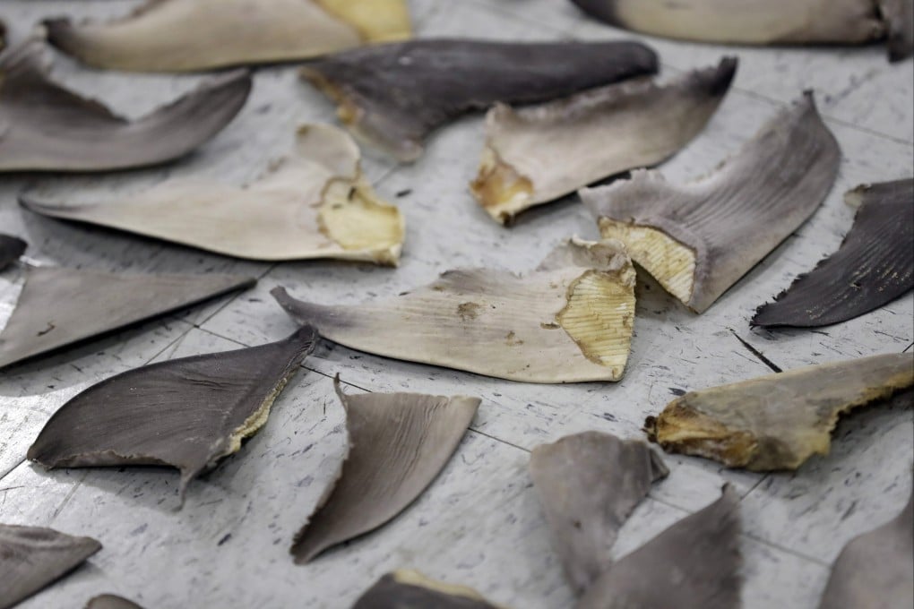 Confiscated shark fins in Florida. Worldwide every year, the fins of as many as 73 million sharks are sliced from the backs of the majestic sea predator. File photo: AP