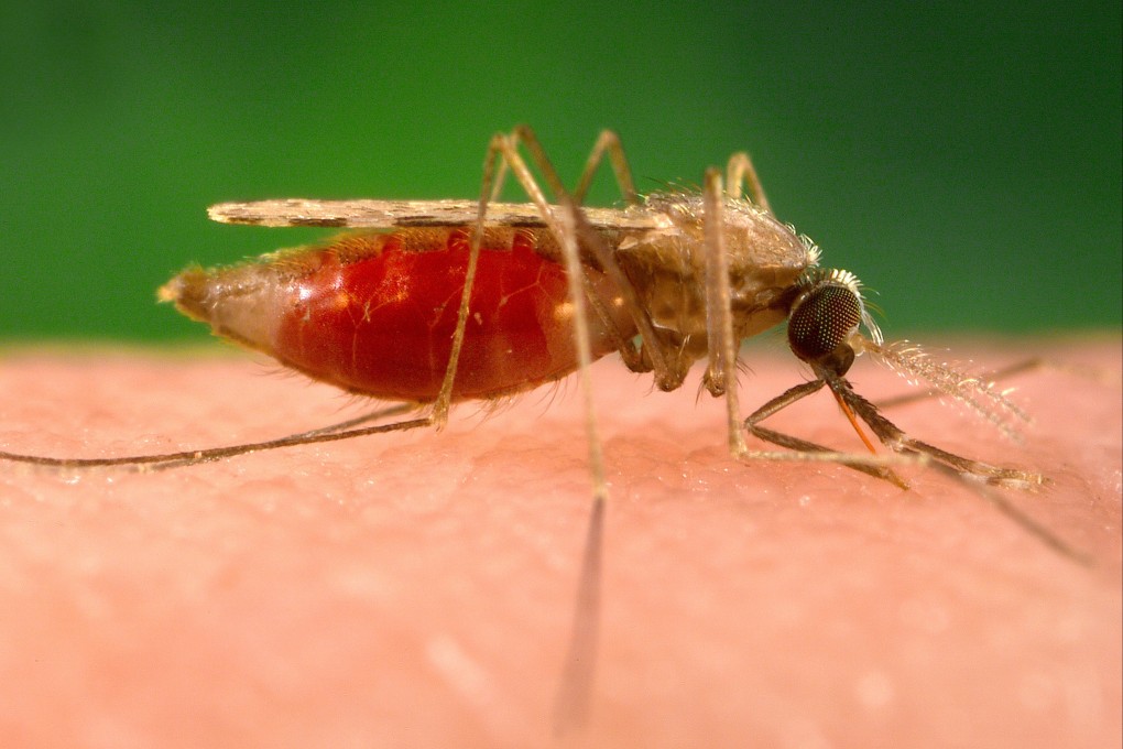 Hong Kong has identified more than 30 additional imported cases of malaria in one day. Photo: Getty Images
