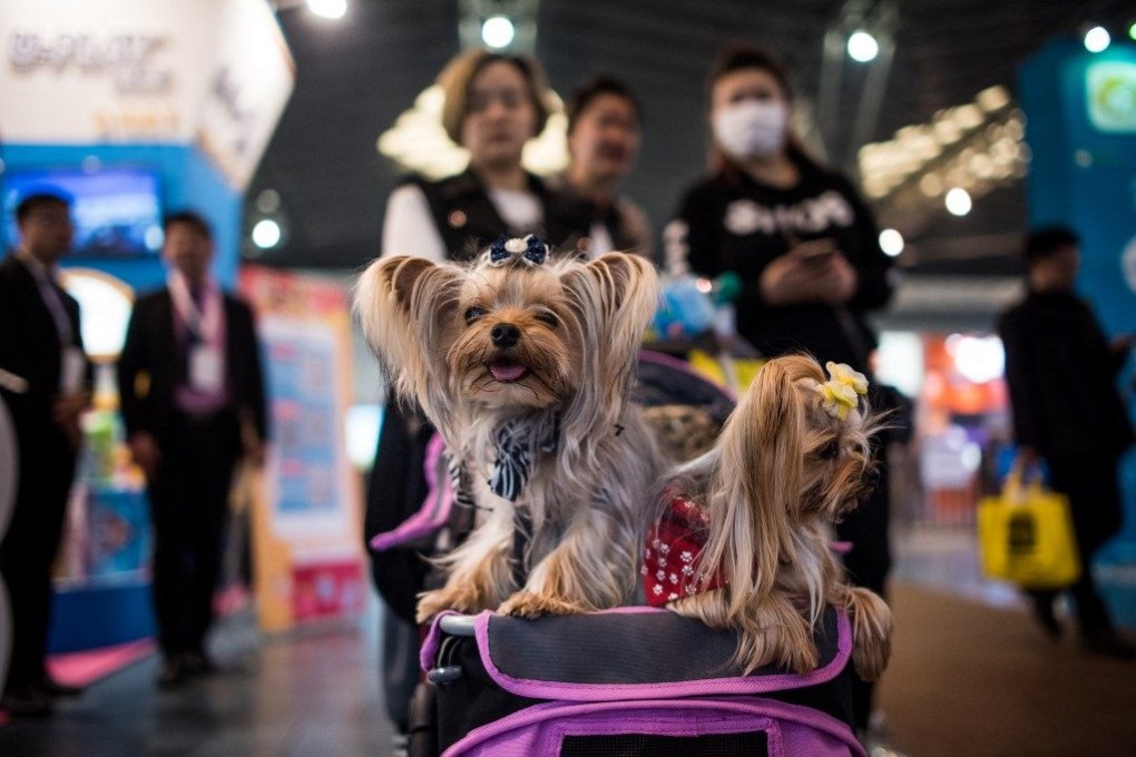 A woman pushes her dogs in a pram at the Shanghai International Pet Expo. Photo: AFP