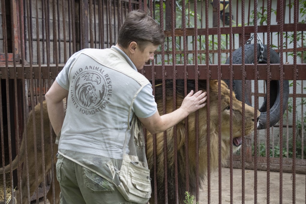 Natalia Popova, 50, pets a lion at her animal shelter in Kyiv region, Ukraine. Along with  protection organisation UA Animals, she has already saved more than 300 animals from the war. Photo: AP