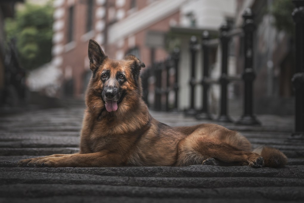 A portrait of Sandy by Hong Kong-based photographer, Frankie Adamson. Her bespoke pet portrait service, Hounds of Hong Kong, was set up in 2021. Photo: courtesy of Hounds of Hong Kong