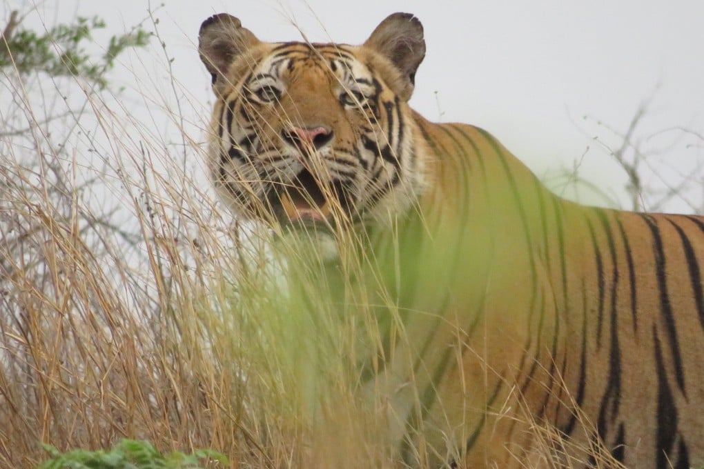 A Bengal tiger in Bandhavgarh National Park, India. The park boasts one of the healthiest populations of the endangered Bengal tiger. Photo: Tamara Hinson