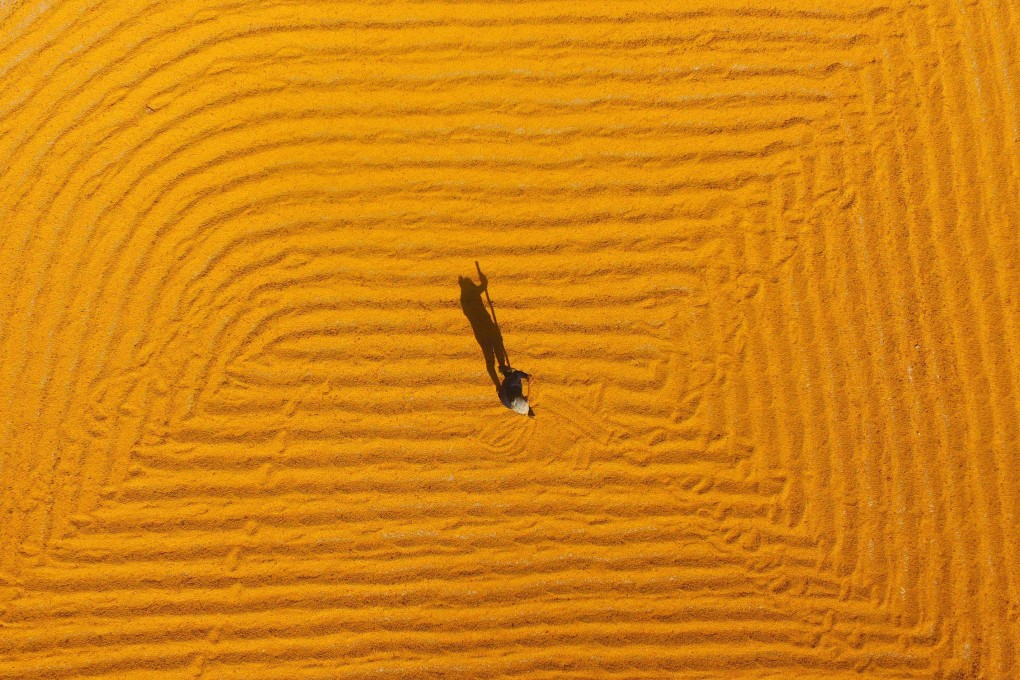 Farmers dry soybeans in Liaocheng, in the eastern province of Shandong. Scientists have developed a new species that can be grown in places where salinity is a problem. Photo: AFP