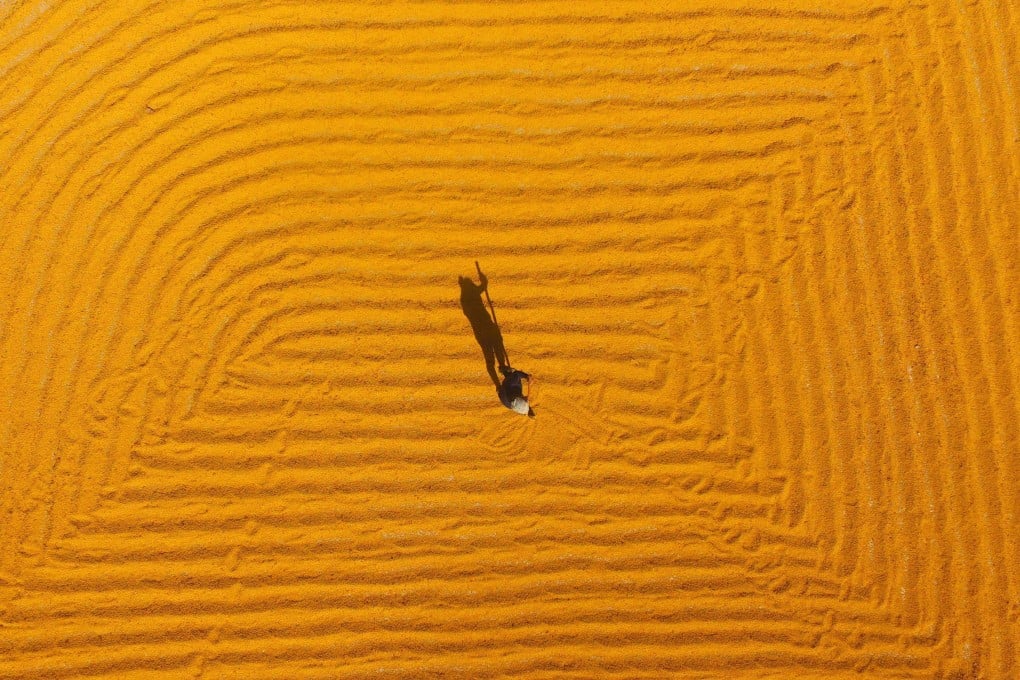 Farmers dry soybeans in Liaocheng, in the eastern province of Shandong. Scientists have developed a new species that can be grown in places where salinity is a problem. Photo: AFP
