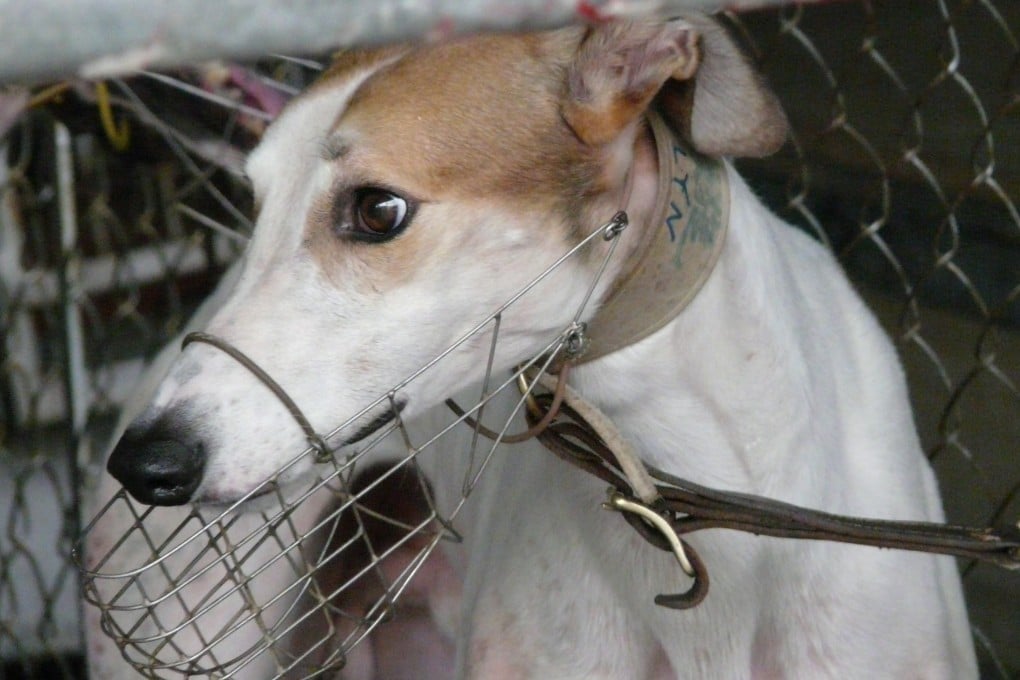 Charmaine Settle’s iconic picture of Brooklyn at the Canidrome in Macau that sparked a global campaign to end greyhound racing in the Chinese special administrative region. Photo: GREY2K USA/Red Door News