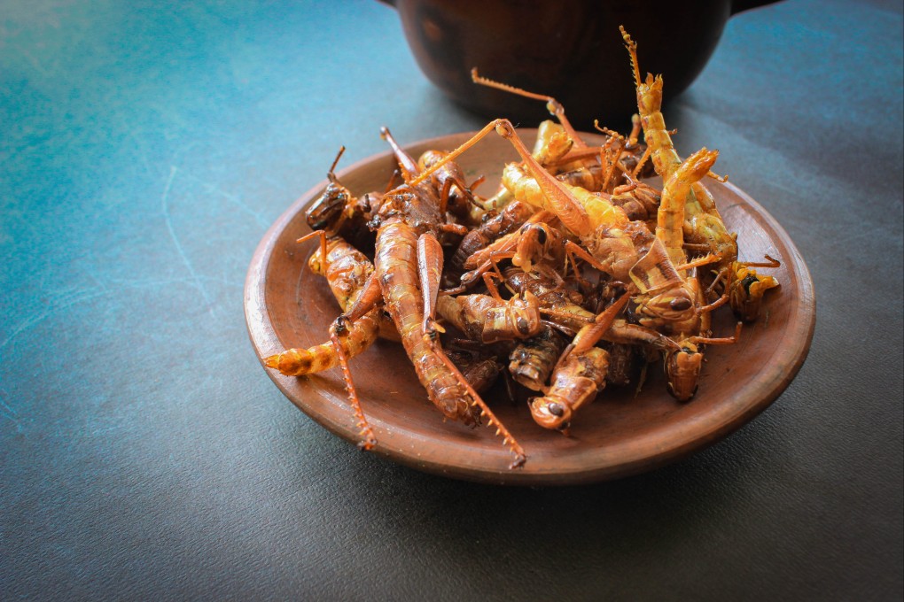 Insects are a delicacy in Japan and other parts of Asia. Japanese airline Zipair has introduced two in-flight meals  containing crushed cricket powder to  promote food sustainability. Photo: Getty Images
