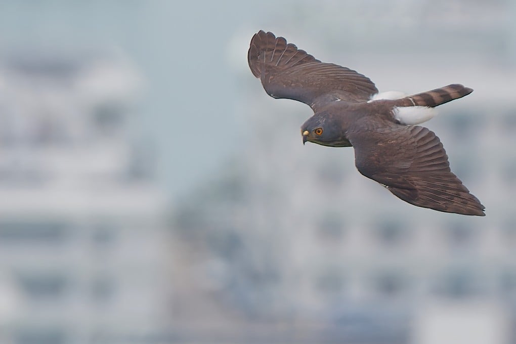 A crested Chinese sparrowhawk aiming to breed in the area above Shek Pik Prison on Lantau Island. As unlikely birds of prey grace Hong Kong during their spring migration, a birdwatcher learns the reason is a mix of survival strategy and strong wind. Photo: Martin Williams