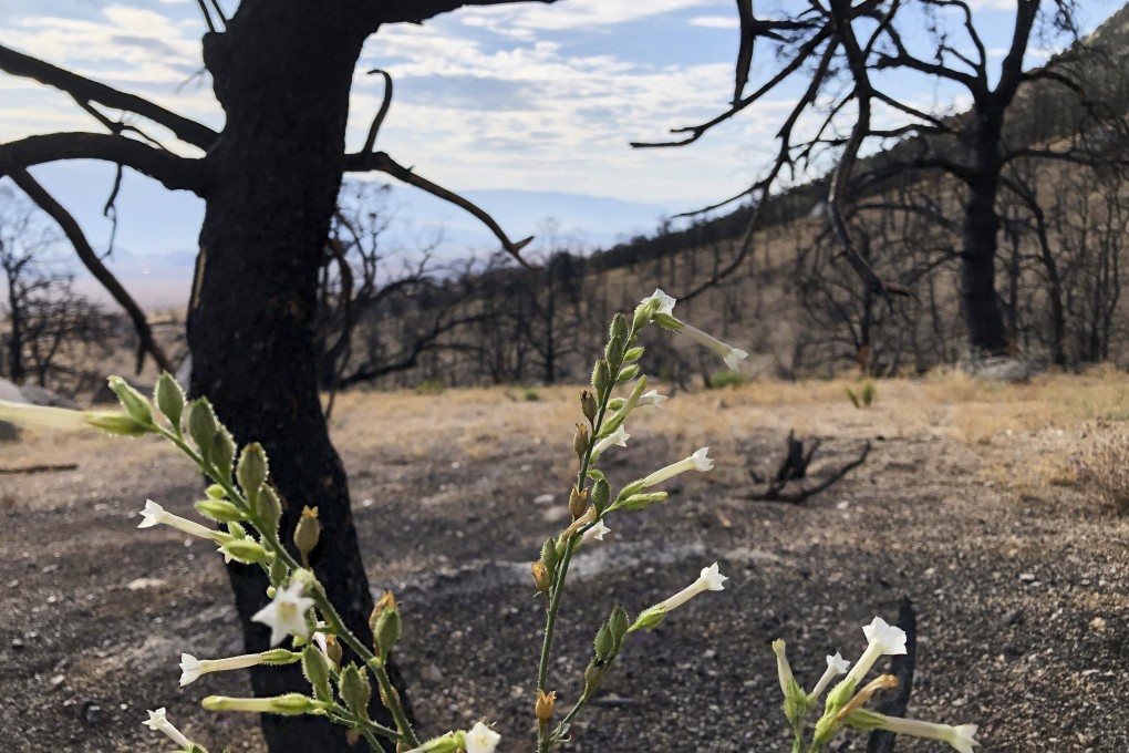 Tiny, fragile flowers are seen in a still-charred corner of the Inyo National Forest in California on July 27, one year after a wildfire. Forest-based offset projects that are part of carbon trading markets have been compromised by wildfires in recent years. Photo: AP