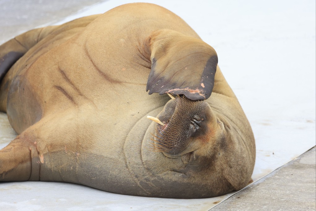 Freya the walrus at the waterfront in Frognerstranda in Oslo, Norway on July 18. Photo: NTB Scanpix via AP