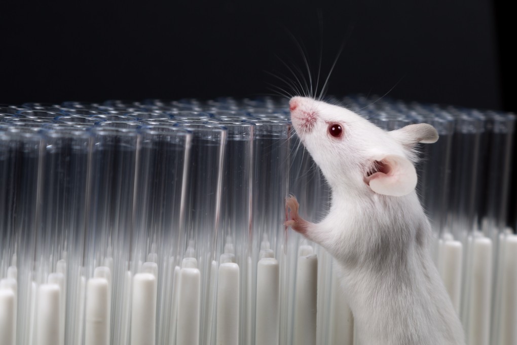 Recent study on mice shows there is a critical period in which sensory experience has a big impact on  brain function. Photo: Shutterstock
