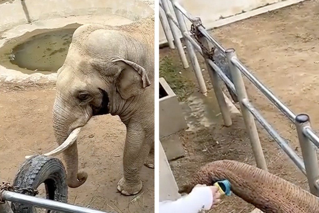 An elephant returned a shoe that a boy had dropped into his pen, delighting zoo visitors. Photo: SCMP composite