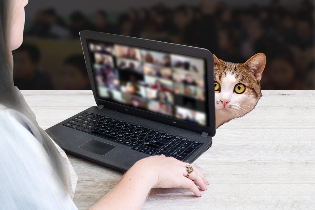 Someone was so offended at a cat appearing on screen during a teacher’s online class that her employer fired her, prompting her to take legal action. Photo: SCMP artwork