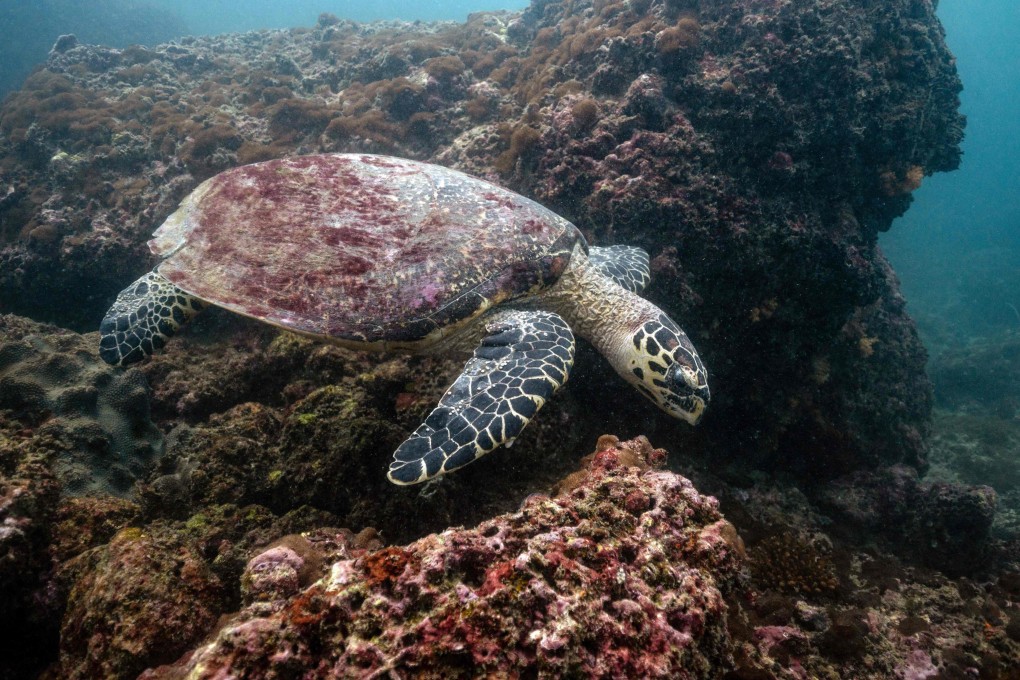 A turtle swims past coral in the sea off Thailand’s Andaman coast on November 24, 2021. Thailand is one of several countries that have banned ingredients in sunscreen that are toxic to coral reefs. Photo: AFP