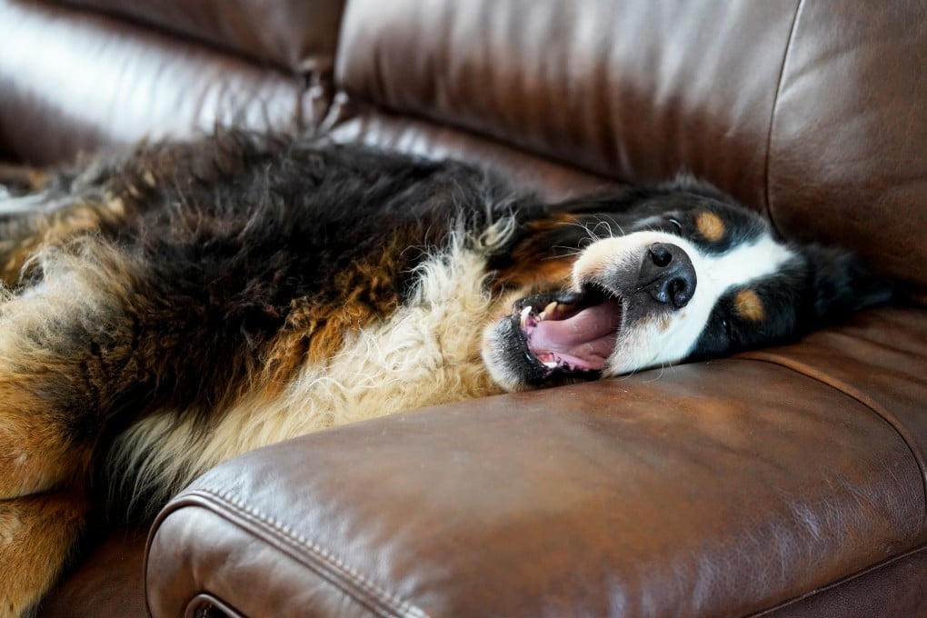 Dogs spend about 10 per cent of their total sleep in the dreaming phase. Photo: Shutterstock