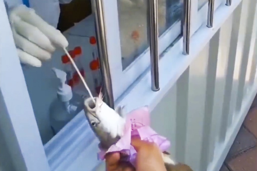 A video that went viral in China showed a Covid-19 pandemic worker performing a PCR test on seafood. Photo: Weibo