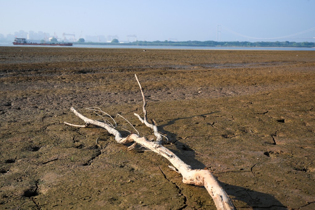 The dried up tidal-flat area in a section of the Yangtze River in eastern Jiangsu province. Photo: Xinhua