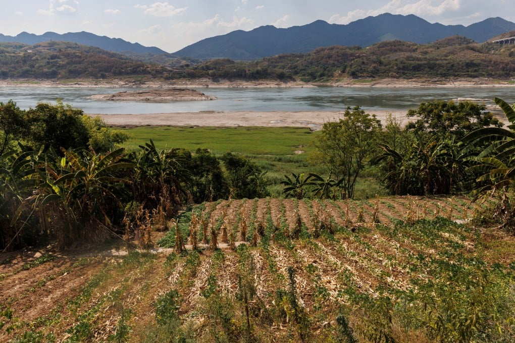 Parched crops on the bank of the Yangtze River, which is approaching record-low water levels during the drought in Chongqing. Photo: Reuters