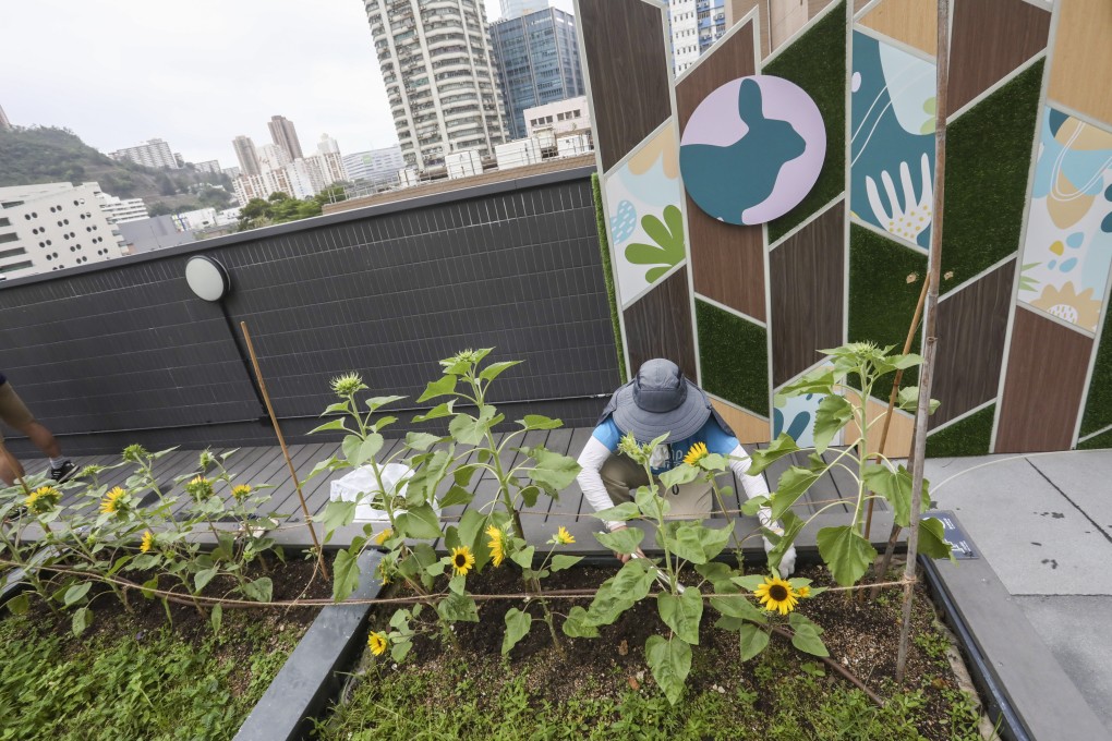 A woman tends to plants at Metroplaza’s organic rooftop farm in Kwai Fong on July 4. Photo: Jonathan Wong