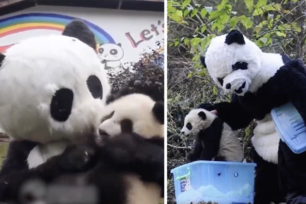 ‘I don’t know if the pandas are frightened, but I’m pretty scared’ wrote one amused commenter after the pictures appeared on social media. Photo: GMW