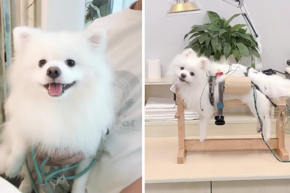 A woman refused to accept the diagnosis that nothing could be done for her sick dog and drove 1,400km to seek another opinion for her pet who is now improving. Photo: Weibo