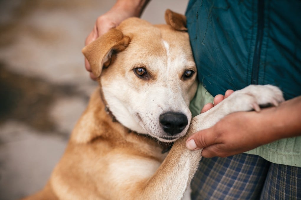 Japanese researchers have found a connection between a dog’s emotions and the volume of tears it produces. Photo: Shutterstock