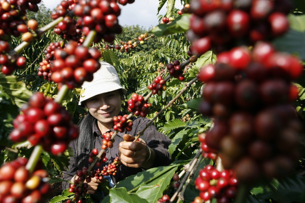 A picker harvests coffee beans in Vietnam’s central Dak Lak province. Domestic robusta prices in the province reached a record high last week. Photo: Reuters