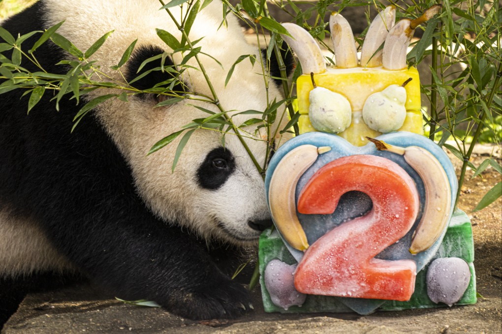 Giant panda cub Xiao Qi Ji celebrated his second birthday at the Smithsonian’s National Zoo in Washington on Sunday. Photo: Xinhua