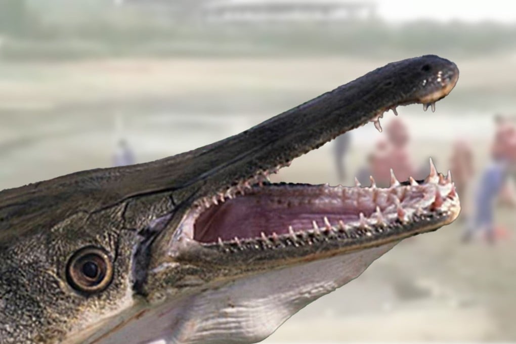 China has been captivated by a hunt for an elusive fish that many have been calling a ‘monster’ after it was seen in a lake in a central Chinese city. Photo: Handout